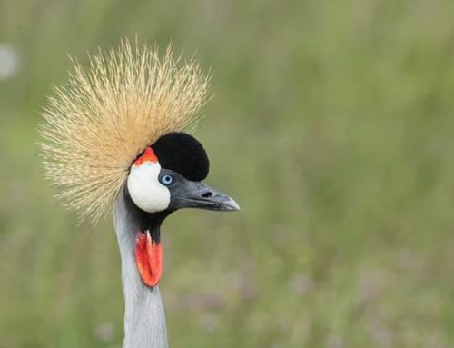 Top 25 Wild Bird Photographs of the Week: April