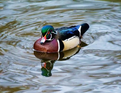Top 25 Wild Bird Photographs of the Week: Waterbirds