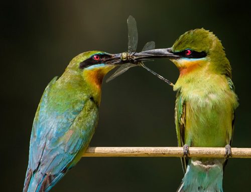 Top 25 Wild Bird Photographs of the Week: Feeding