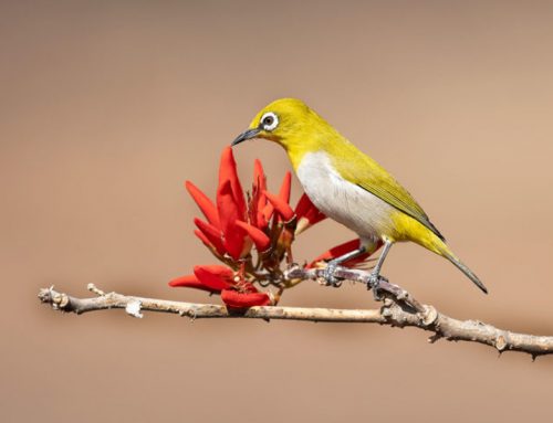 Top 25 Wild Bird Photographs of the Week: May