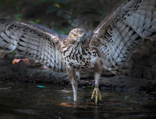 Top 25 Wild Bird Photographs of the Week: June