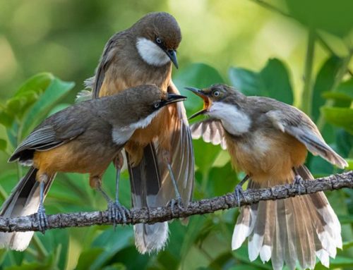 Top 25 Wild Bird Photographs of the Week: Communication