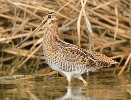 Top 25 Wild Bird Photographs of the Week: Conceal