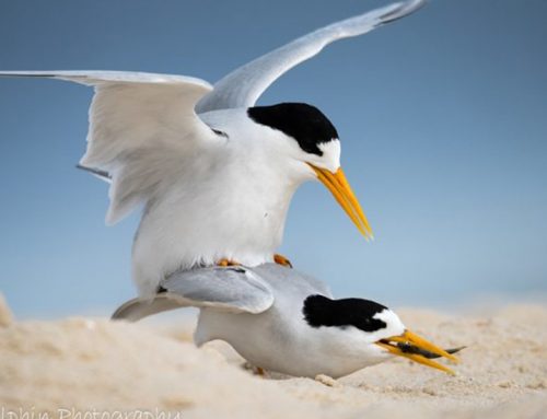 Top 25 Wild Bird Photographs of the Week: Birding
