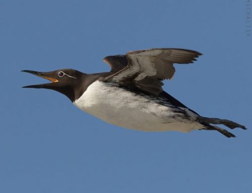 Top 25 Wild Bird Photographs of the Week: August