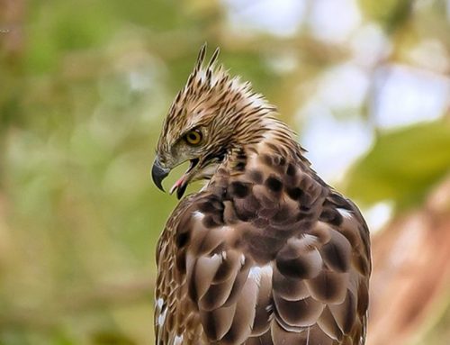 Top 25 Wild Bird Photographs of the Week: Raptors