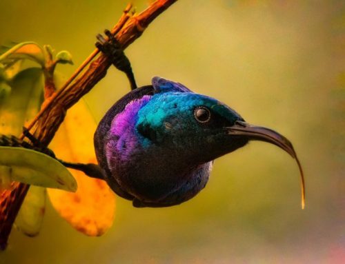 Top 25 Wild Bird Photographs of the Week: Sunbirds and Spiderhunters