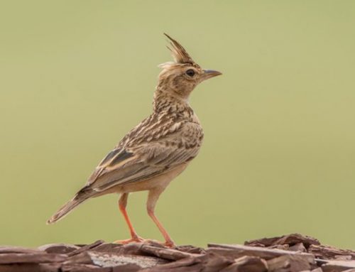 Top 25 Wild Bird Photographs of the Week: Little Brown Jobs (LBJs)