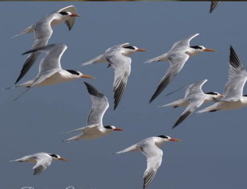 Top 25 Wild Bird Photographs of the Week: Migration