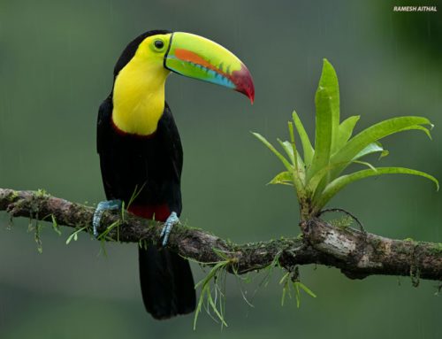 Top 25 Wild Bird Photographs of the Week: Resident Birds
