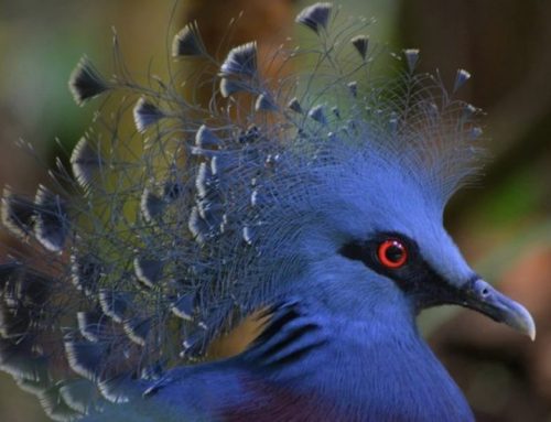 Top 25 Wild Bird Photographs of the Week: Endemic Birds