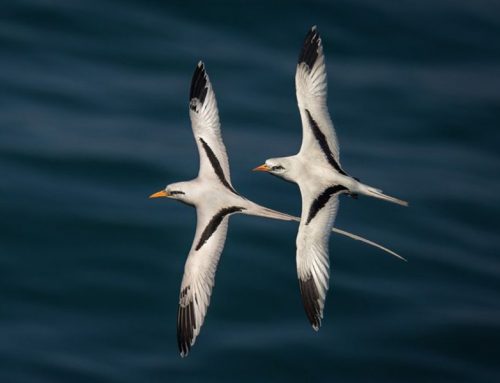 Top 25 Wild Bird Photographs of the Week: Birds in Flight