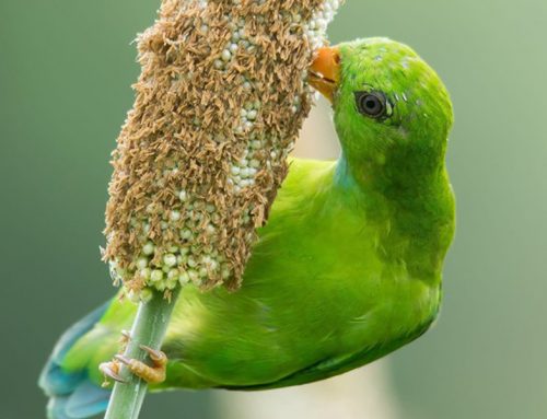 Top 25 Wild Bird Photographs of the Week: Seed Eaters
