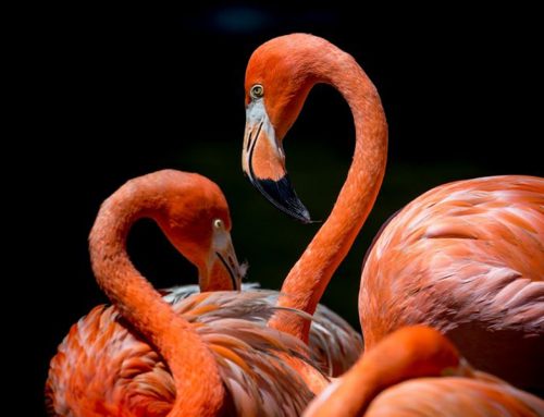 Top 25 Wild Bird Photographs of the Week: Birds in Pairs