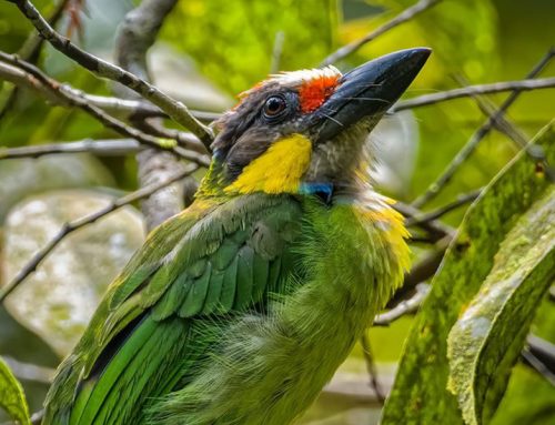 Top 25 Wild Bird Photographs of the Week: Forests