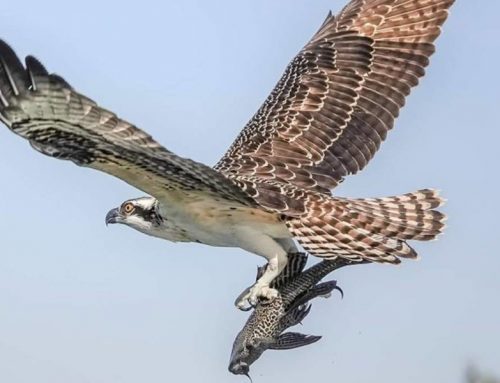 Top 25 Wild Bird Photographs of the Week: Spectacular