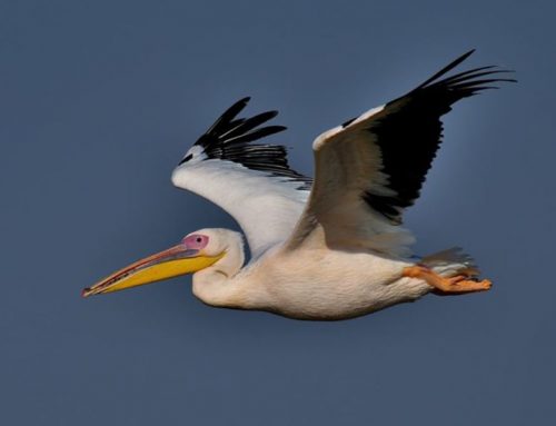 Top 25 Wild Bird Photographs of the Week: Waterbirds
