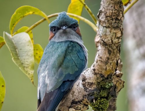 Top 25 Wild Bird Photographs of the Week: December