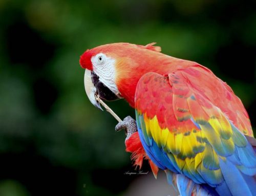Top 25 Wild Bird Photographs of the Week: Colourful Birds