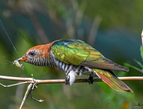 Top 25 Wild Bird Photographs of the Week: #Feeding