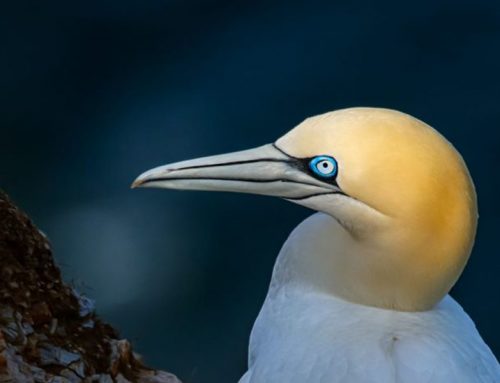 Top 25 Wild Bird Photographs of the Week: Seabirds