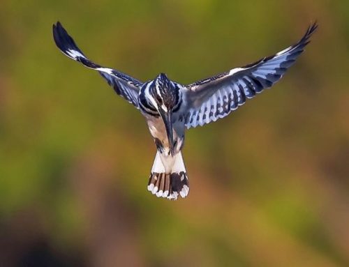 Top 25 Wild Bird Photographs of the Week: January 2020