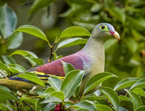 Top 25 Wild Bird Photographs of the Week: Doves and Pigeons