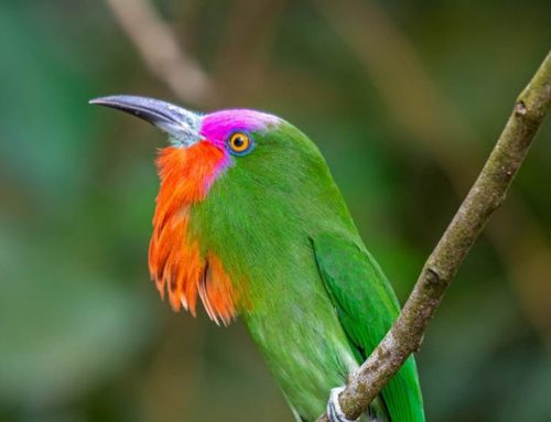 Top 25 Wild Bird Photographs of the Week: February 2020