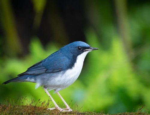 Top 25 birds of the week: Migratory birds