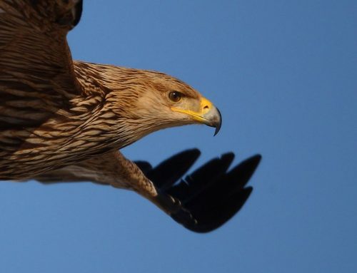 Top 25 birds of the week: Eagles