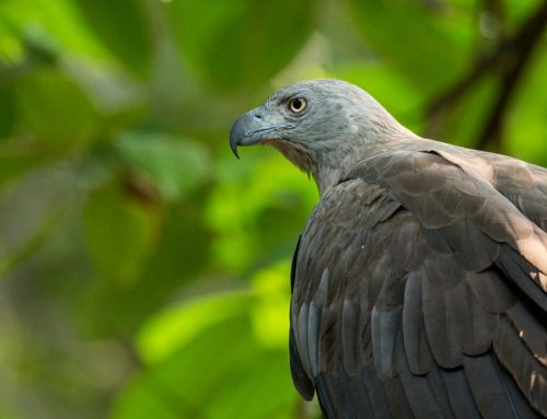 Top 25 birds of the week: Birds of Prey