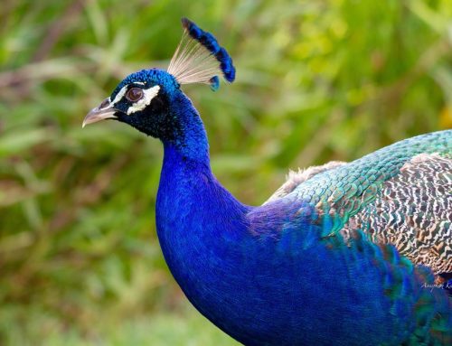 Top 25 birds of the week: Blue Feathers