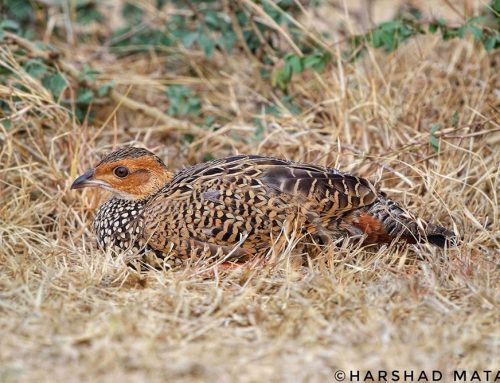 Top 25 birds of the week: Terrestrial Birds
