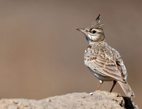 Top 25 birds of the week: LBBs