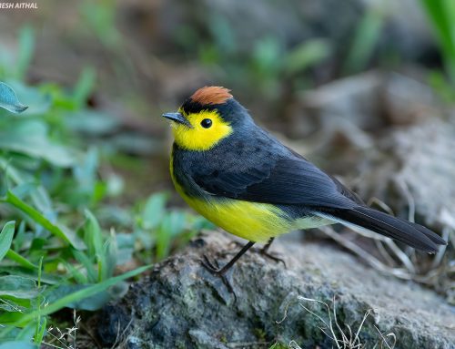 Top 25 birds of the week: Endemic Birds