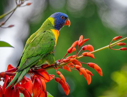 Top 25 birds of the week: Bright Colours