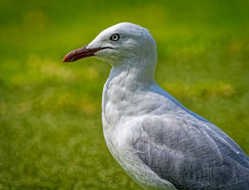 Top 25 birds of the week: Seabirds