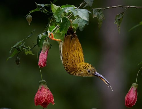 Top 25 birds of the week: Birds in Flowers!