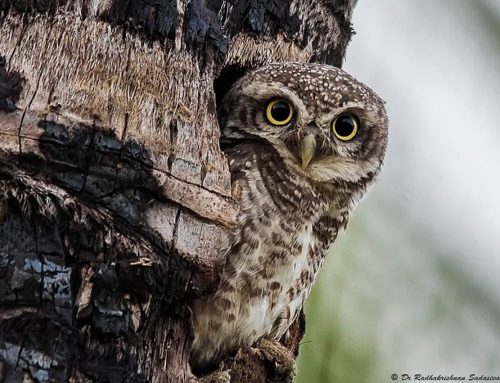 Top 25 birds of the week: Camouflage