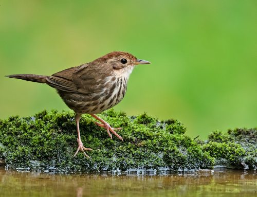 Top 25 birds of the week: July 2020