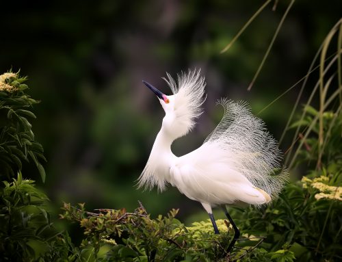 Top 25 birds of the week: Wild Birds