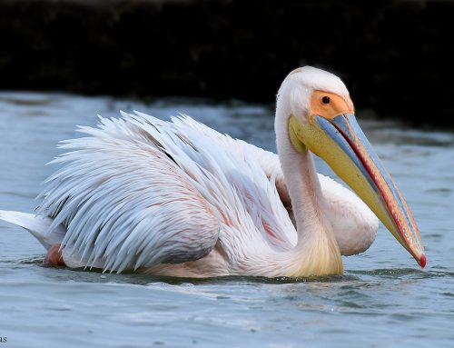Top 25 birds of the week: #Waterbirds