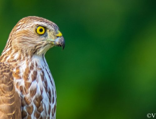Top 25 birds of the week: #August