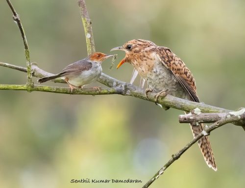 Top 25 birds of the week: Bird Interactions