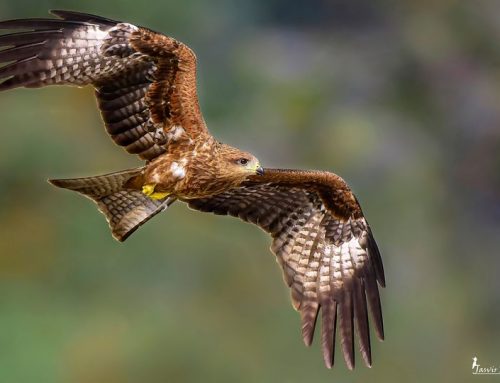 Top 25 birds of the week: Birds in Flight