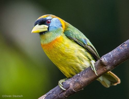 Top 25 birds of the week: Colours