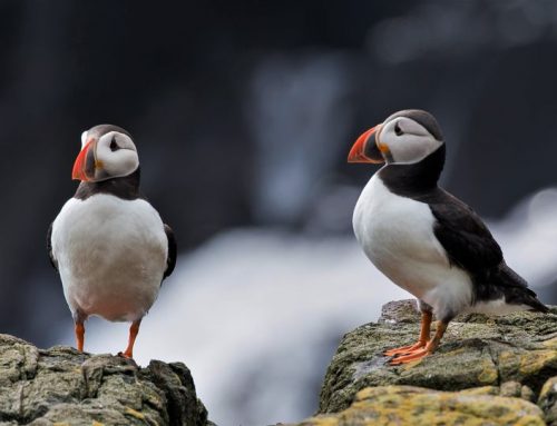 Top 25 birds of the week: Seabirds