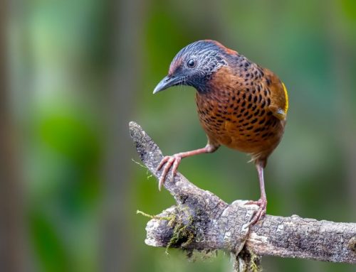 Top 25 birds of the week: October 2020
