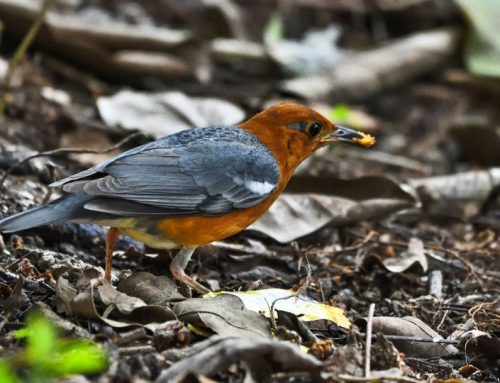Top 25 birds of the week: Land-birds