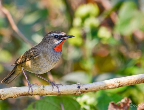 Top 25 birds of the week: Migratory Birds